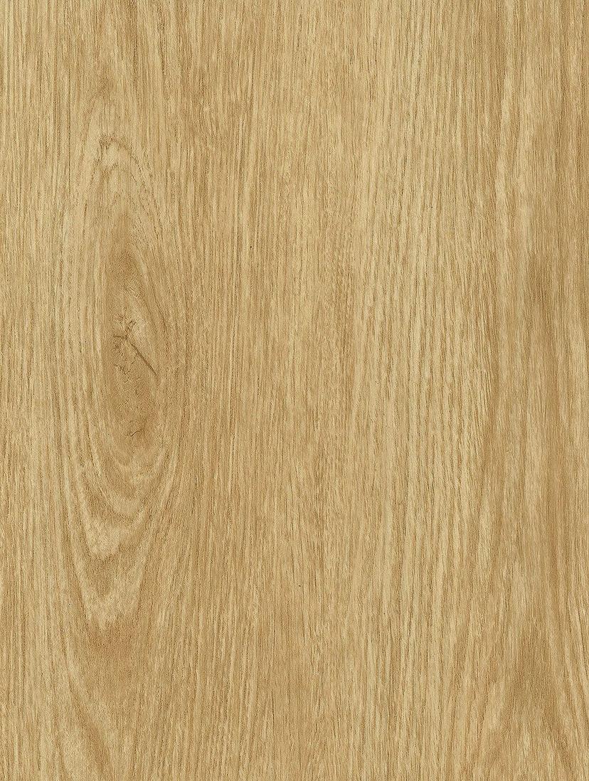 Tan Oak