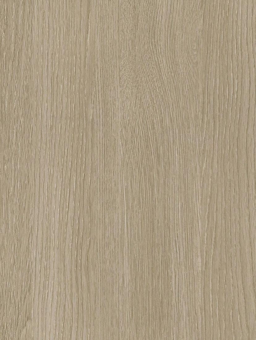Grey Beech