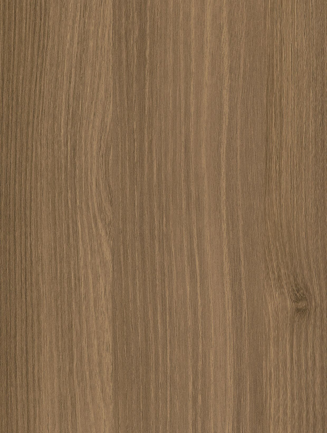 Brown Acacia