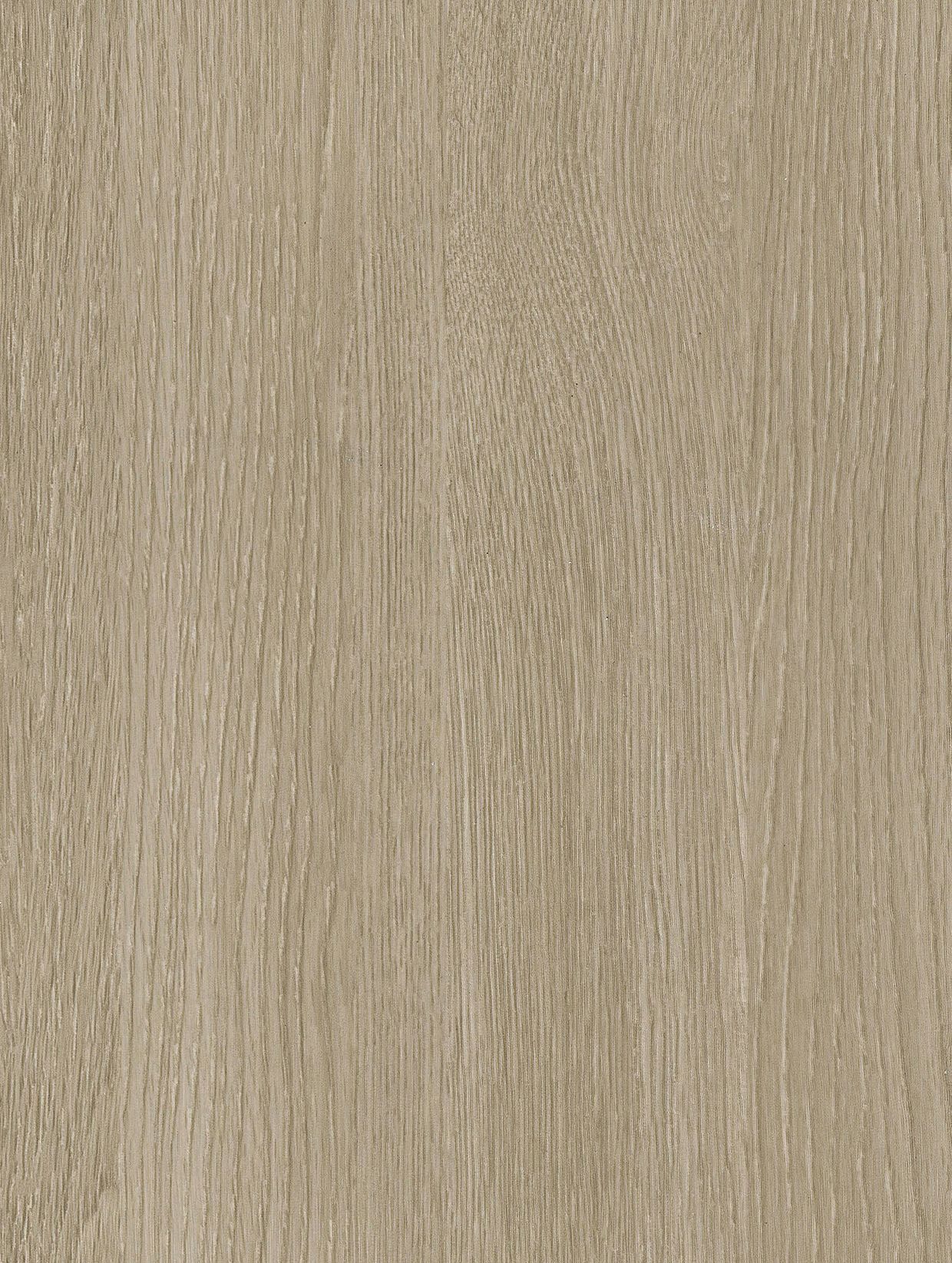 Grey Beech