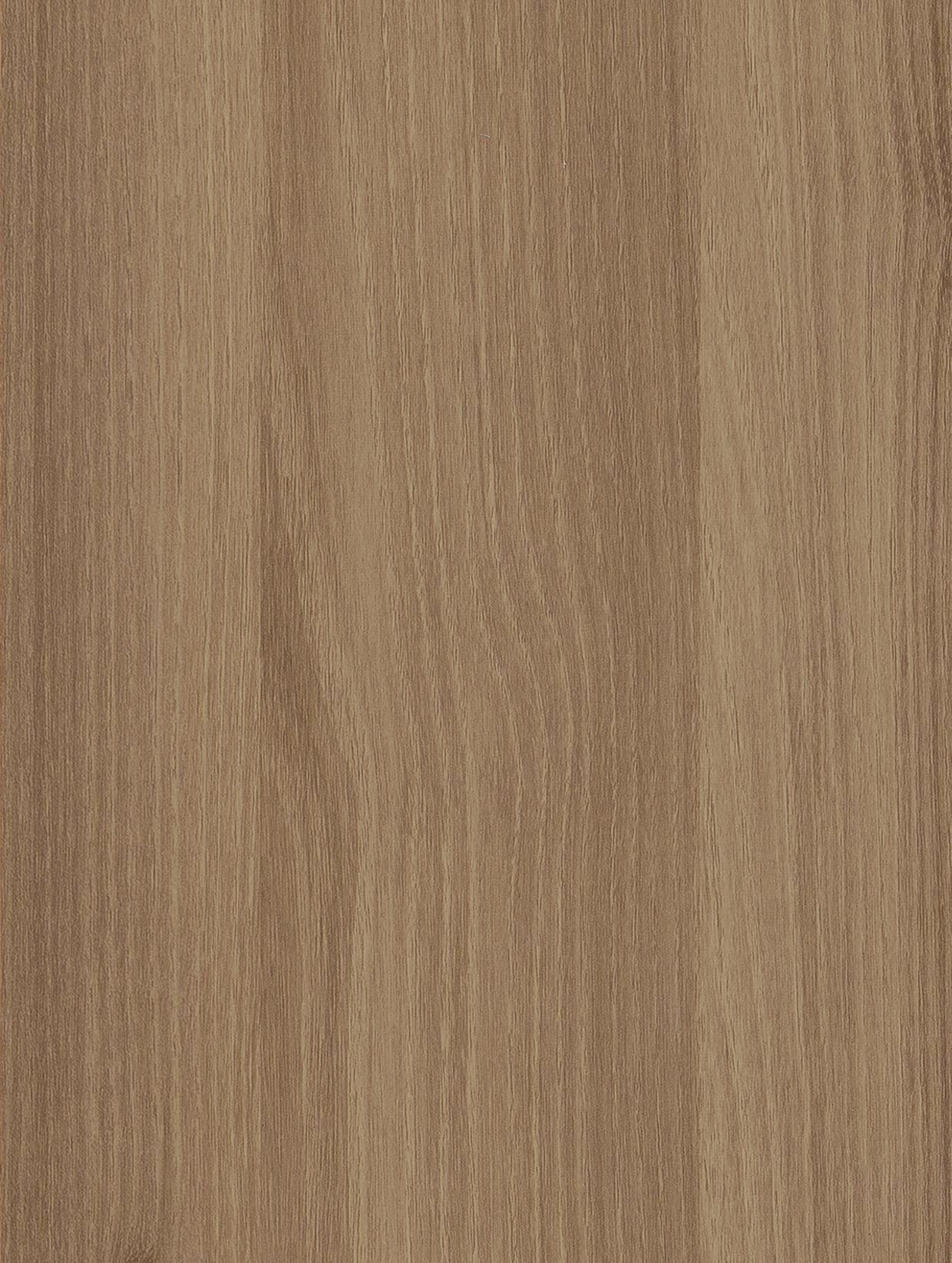 Pecan Acacia